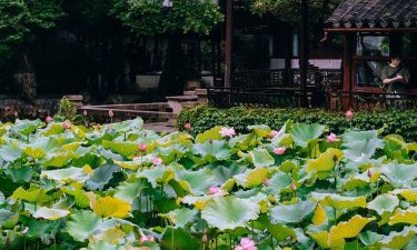 Shanghai + Disneyland