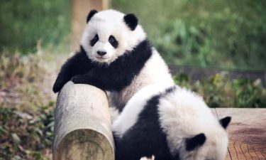 Chongqing + Chengdu Twin City