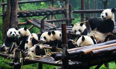 Chengdu + Ski Resort + Jiuzhaigou Paradise