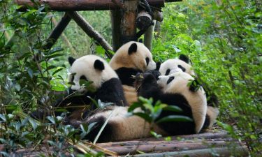 7H5M Chengdu + Jiuzhaigou Paradise