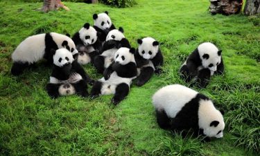 7H5M Chengdu + Jiuzhaigou Paradise