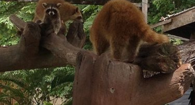 Farm In The City, Seri Kembangan