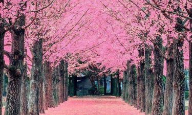 Korea Special + Half Day City Tour Brunei