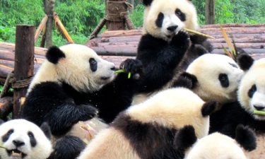 Amazing 3 Cities: Chengdu + Jiuzhaigou + Chongqing
