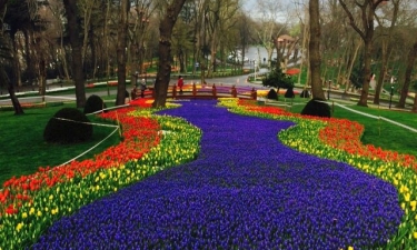 Turkiye Tulip TK